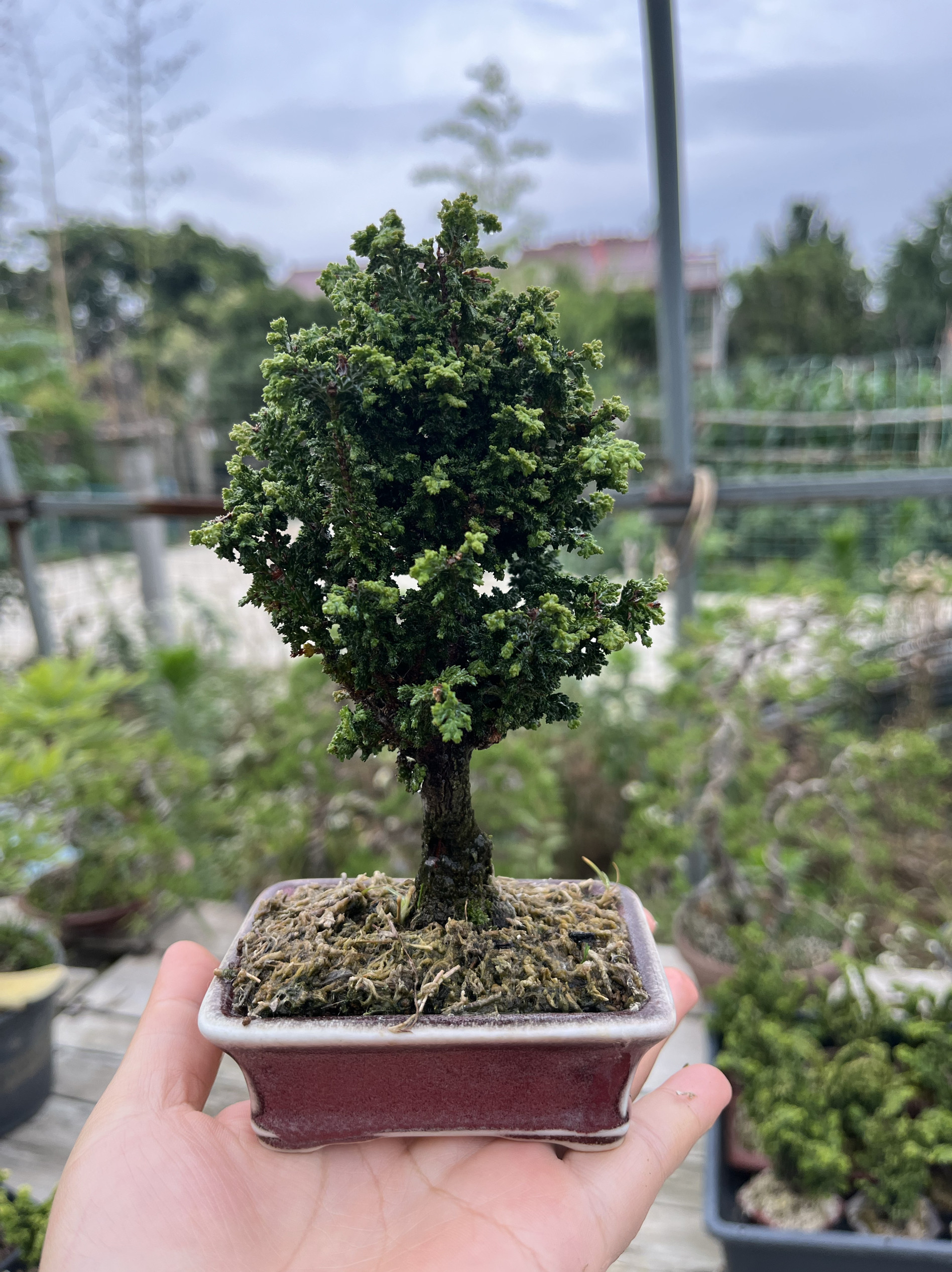 橘モドキ】小品盆栽（石付）【盆吉】