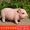 Small and medium-sized pink white station pig