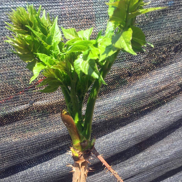 刺嫩芽刺老芽东北山区特产山菜刺嫩芽种子山野菜种苗南北方种植