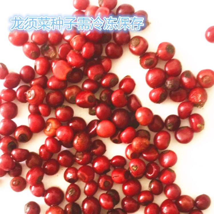 龙须菜东北野生山芦笋牛尾菜山野菜爬藤植物种子根苗四季盆栽蔬菜_7折