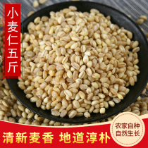 2021 Northeast New Wheat Kernel 5 Catty Cooking Porridge Rice Wheat Grain Farmhouse Self-Prolific Vacuum Loaded Coarse Grain Peeled Wheat Rice
