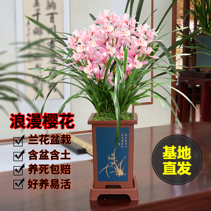 花卉圖60 兰花盆栽带花苞香兰苗金边墨兰绿植花卉高端精品名贵老种四季建兰