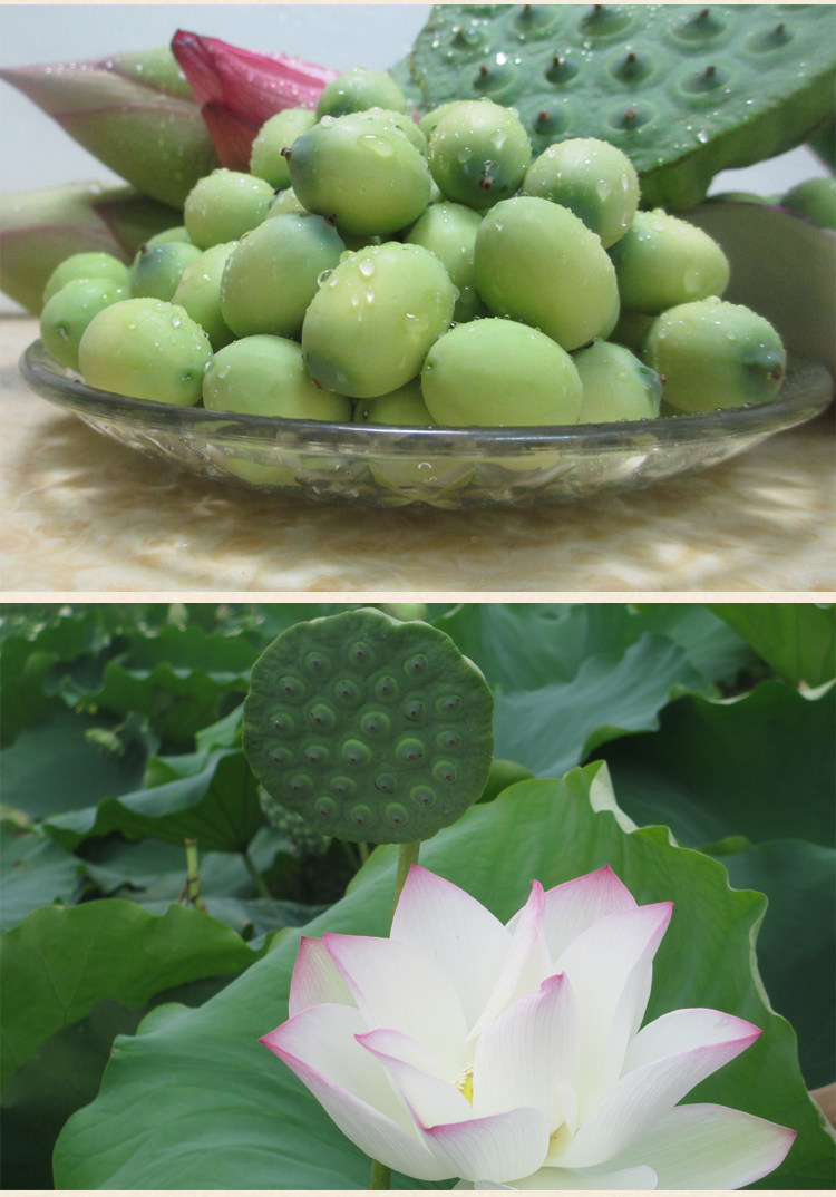 现摘新鲜莲蓬20朵湘莲嫩莲子莲米有芯白莲生吃水果甘甜非野生即食