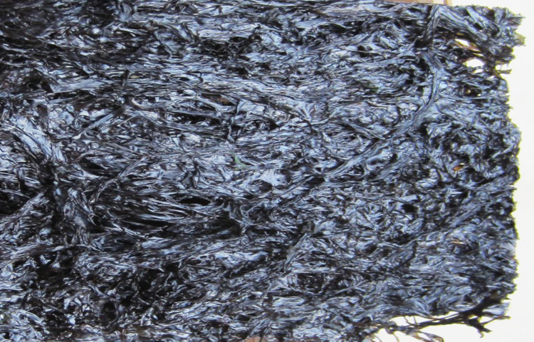 丰富的蛋白质,粗纤维,胡萝卜素等营养物质 每公斤干紫菜含碘量丰富