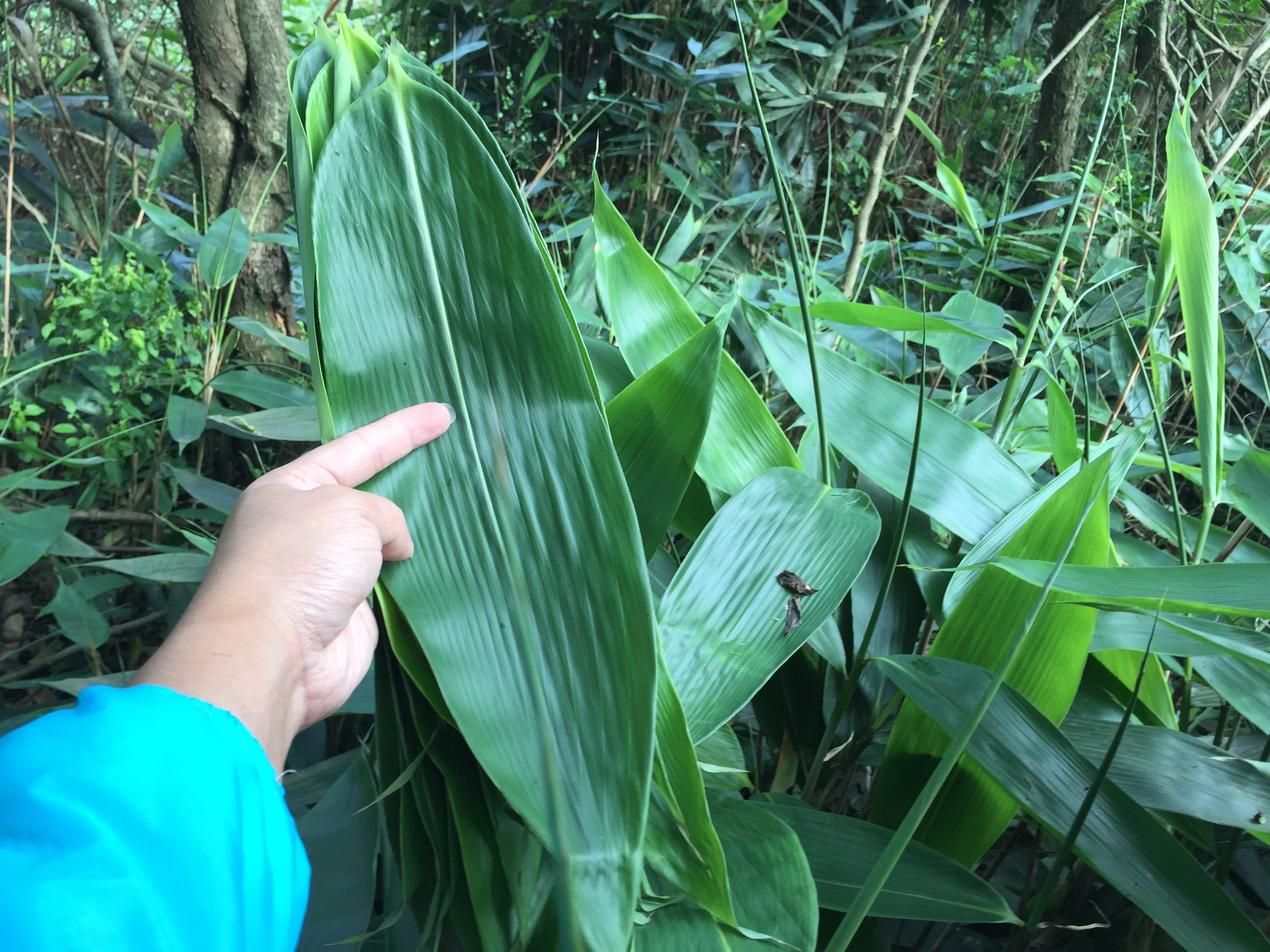 江西正宗野生粽叶新鲜粽叶包粽子叶棕叶大竹100片现摘现发1份包邮