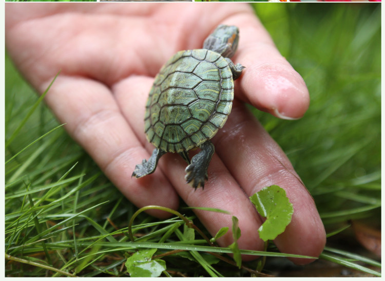 小乌龟活体小宠迷你淡水巴西龟苗宠物龟观赏龟情侣龟一对长寿龟