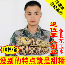 Northeast specialty fresh flower corn cob Heilongjiang sweet corn non-GMO sticky corn cob glutinous corn cob 10 sticks