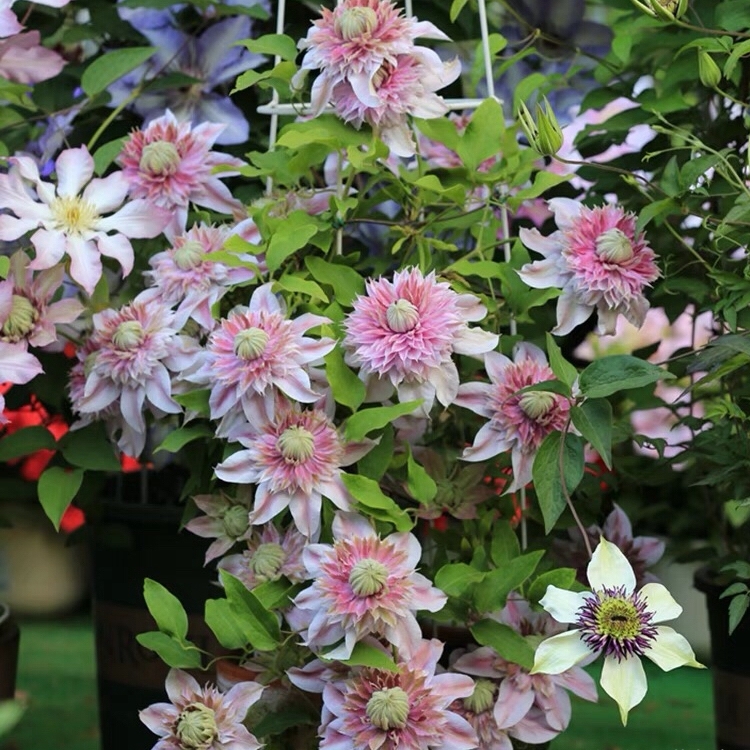 铁线莲"约瑟芬"大花重瓣,粉色梦幻系