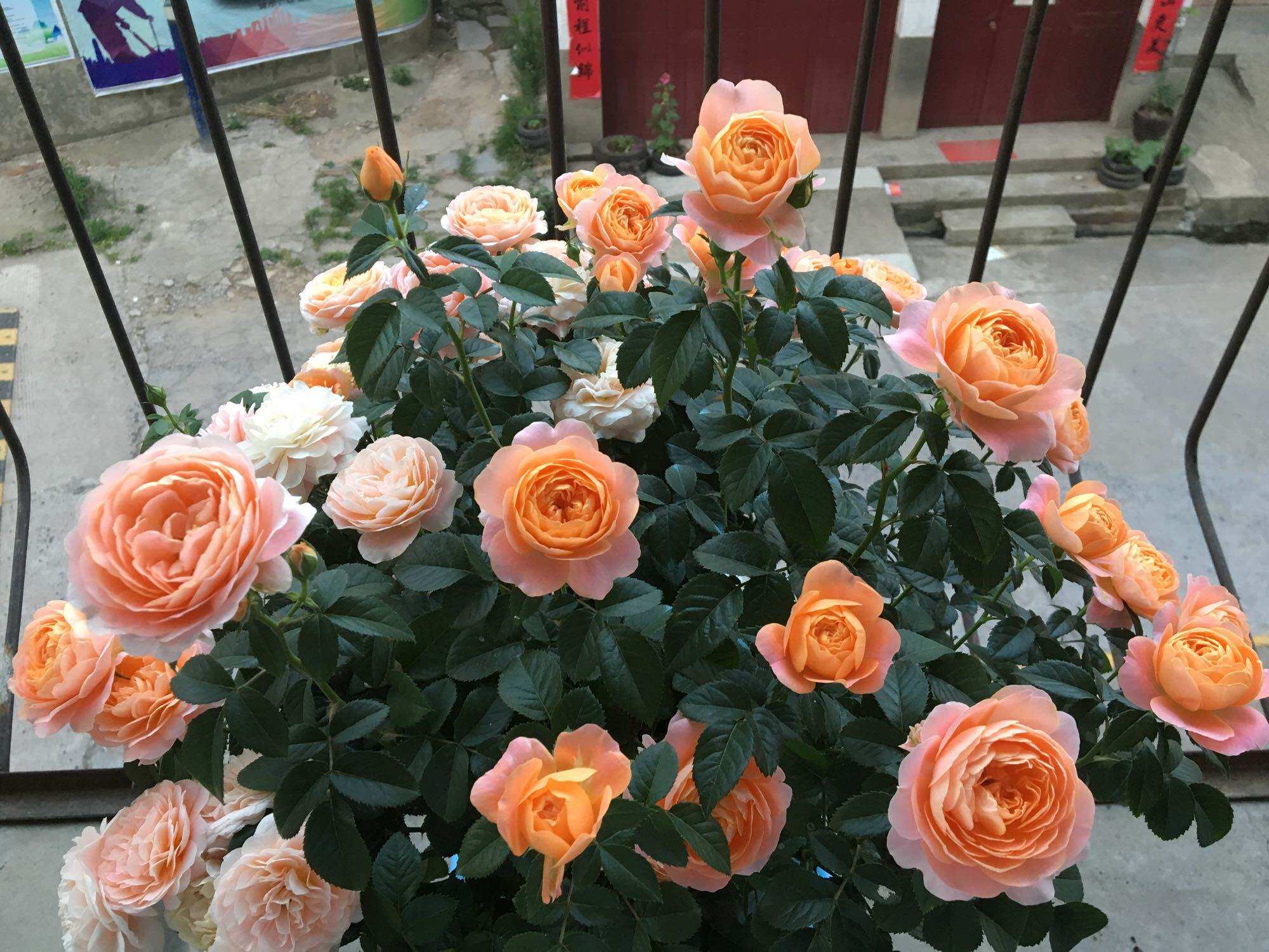 这些月季品种勤花株矮适合小空间种植