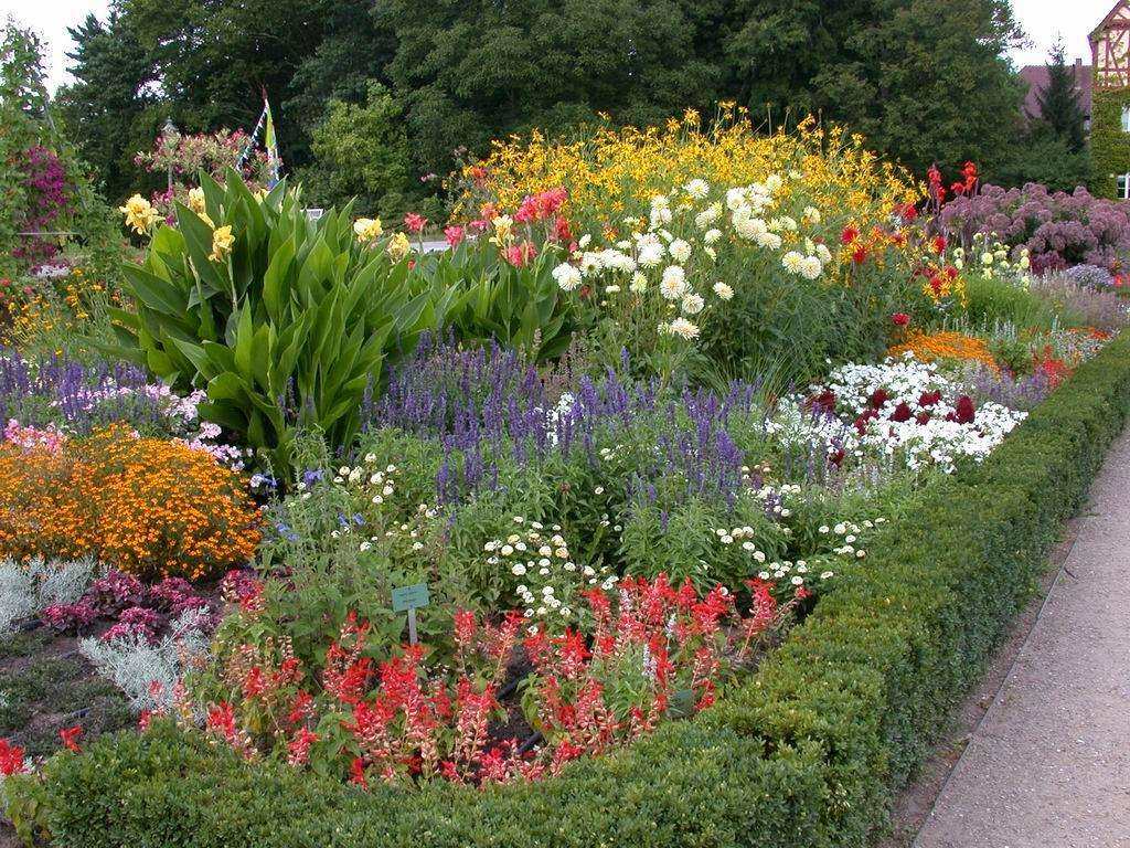 天渐冷,庭院中的耐寒花卉备好了吗?