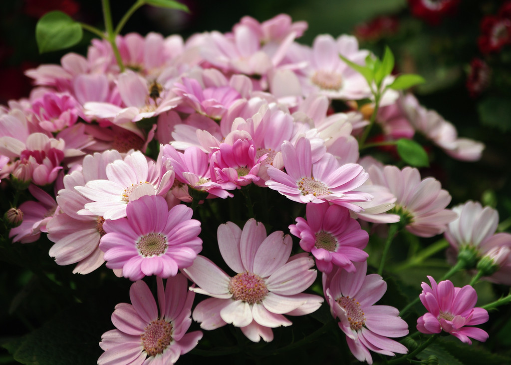 瓜叶菊的花期在一月到四月,花语是:快乐,喜悦,阖家欢乐.