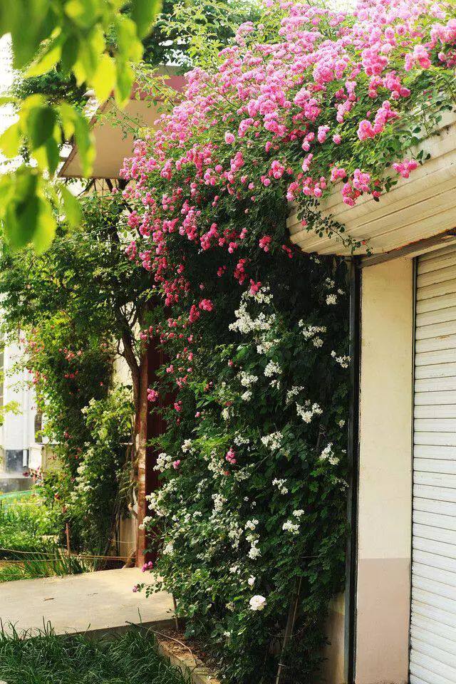 月季园艺家的宠儿帮您打造庭院之美