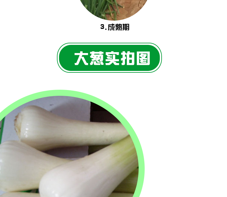 c长白鸡腿葱种子 大葱种子抗病丰产耐寒香葱 葱白长头大辣味香浓