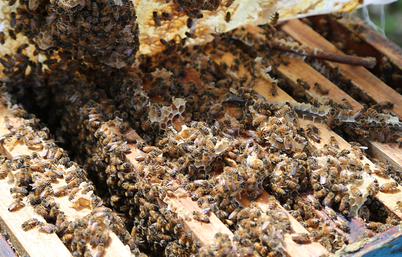 2017年东北椴树蜜舌尖上的中国味道 黑蜂蜂蜜 500g