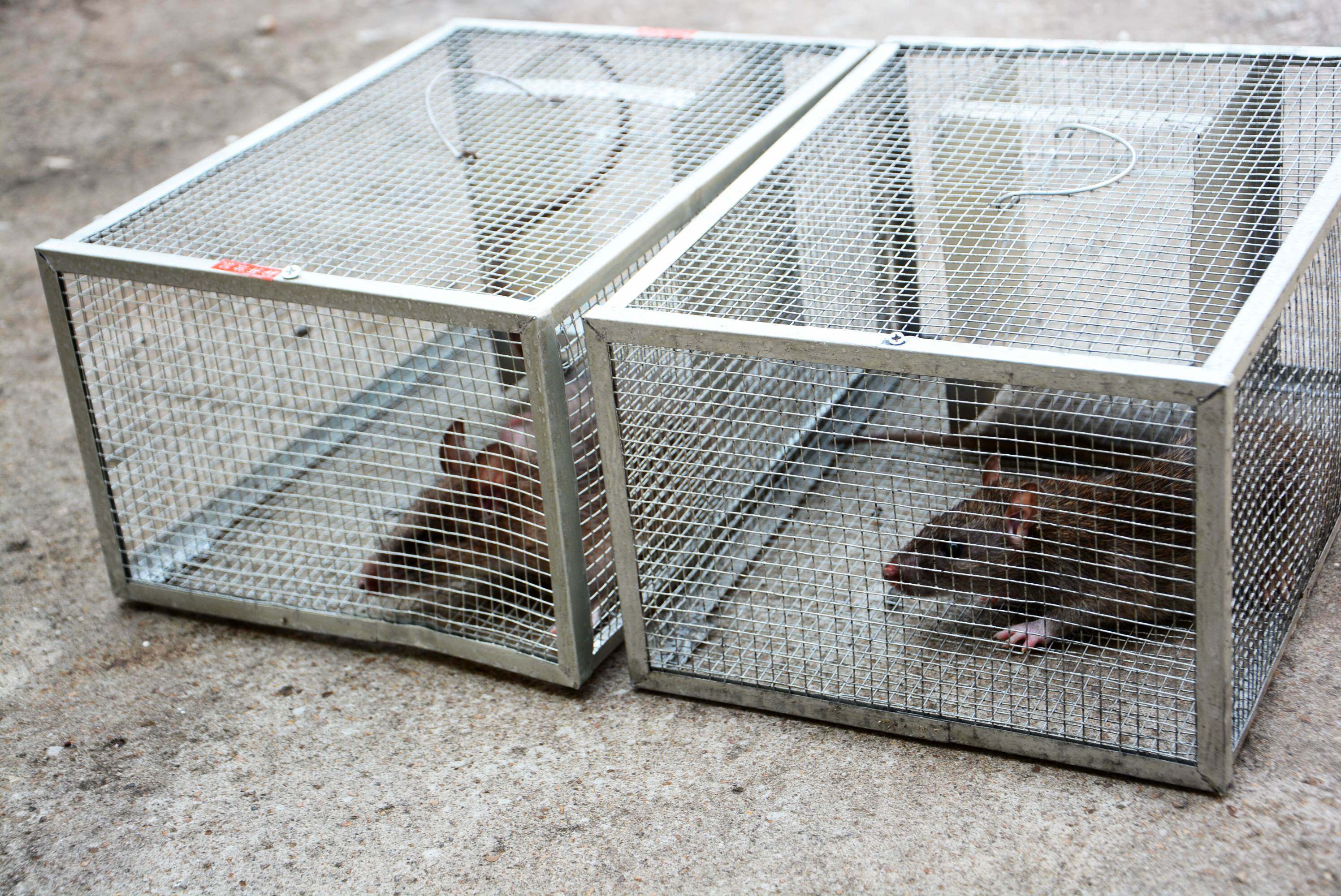 单门老鼠笼老鼠夹铁质大号捕鼠器超强杀老鼠安全捉老鼠抓老鼠神器