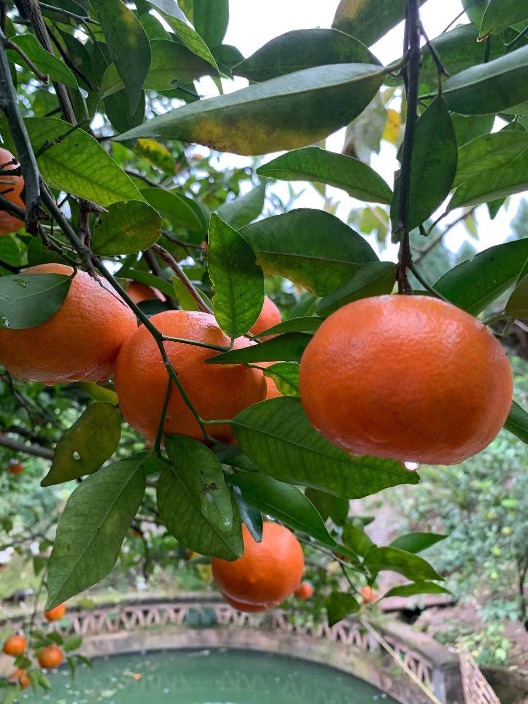 四川红橘大红袍新鲜5斤10斤酸甜桔子陈皮原料陈允斌老师推荐