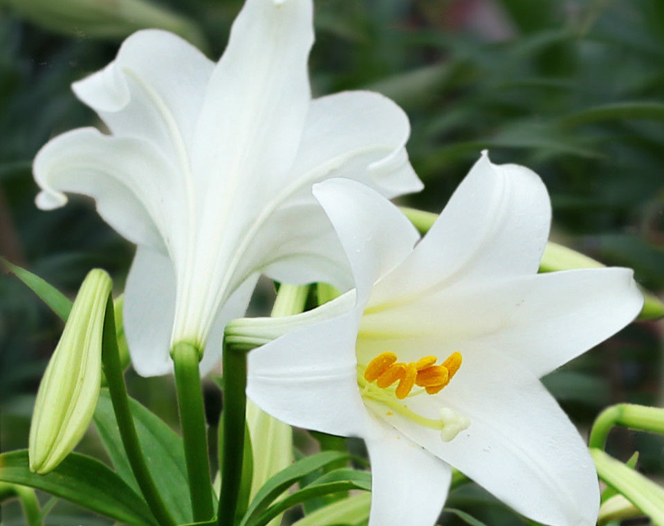 舌尖上的百合,安神养胃清热润肺!