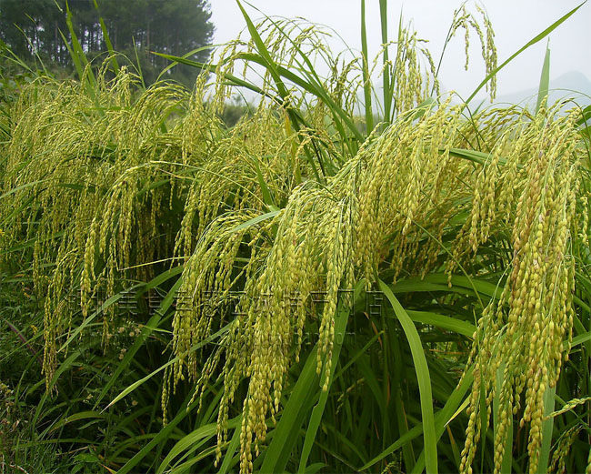 湖北孝感应城特产熟阴米子糯米冻米子农家自制阴米五谷杂粮食材