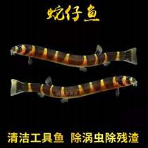 Snake fish coolie loach Elf rat Moonlight rat Tropical fish protein worm vortex worm shrimp tank partner cleaning fish