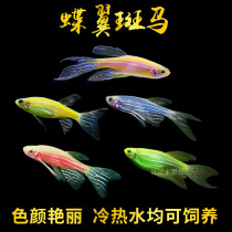 Large sail long fin butterfly wing butterfly tail butterfly coat red green apple emerald lemon blueberry zebra fish cold water small fish living