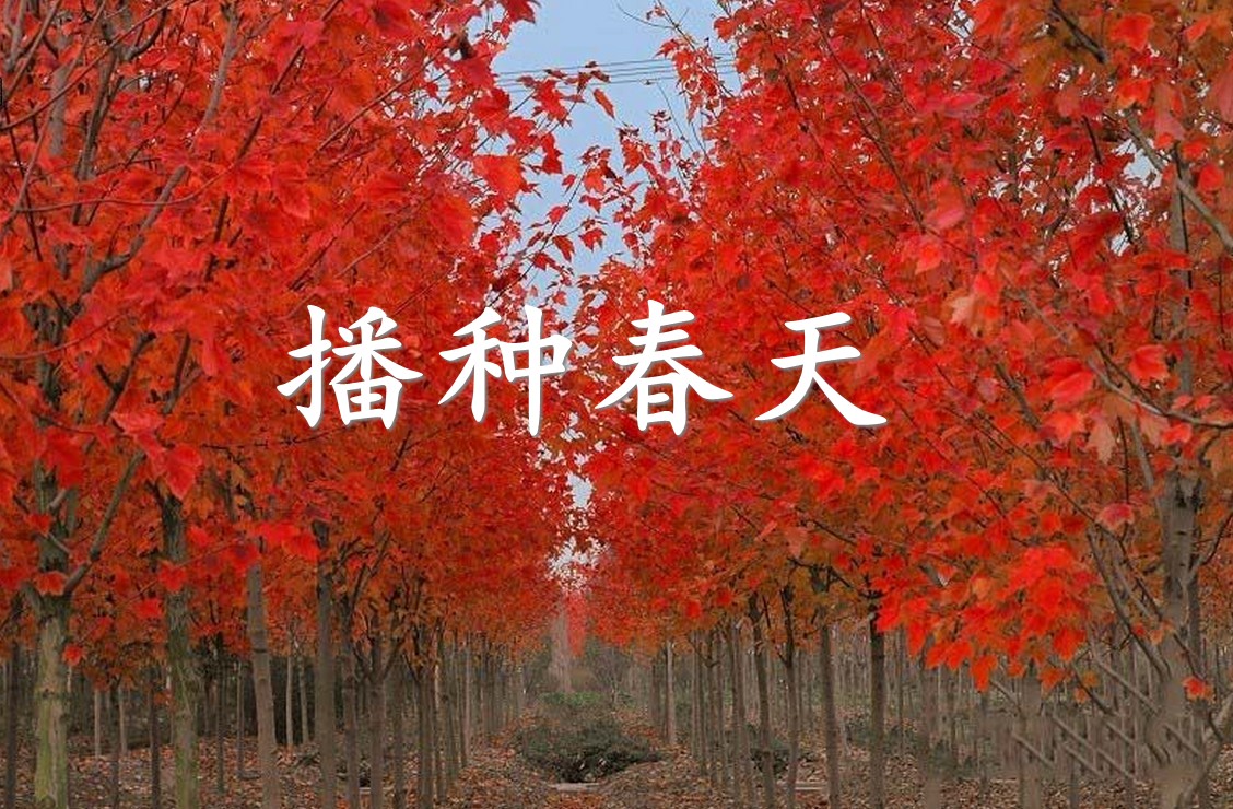 美国红枫树苗庭院日本红枫树苗三季红枫苗风景树植物耐寒绿化苗木