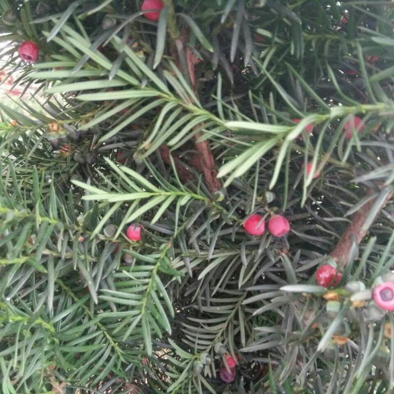 绿达曼地亚红豆杉盆栽