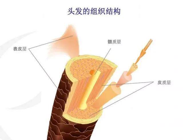 (课堂开课,板凳搬来快坐好~) 一根头发从外到里分为毛鳞片——发芯