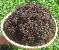 Note that 250 grams of Niu Mao Guang Changbai Mountain Micro-vegetables Niu Mao Guang Wild Micro-vegetables Mountain Wild Vegetables