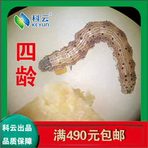 Boll worm test larvae 45-year-old experimental bioassay teaching insect spot elderly 24-head box