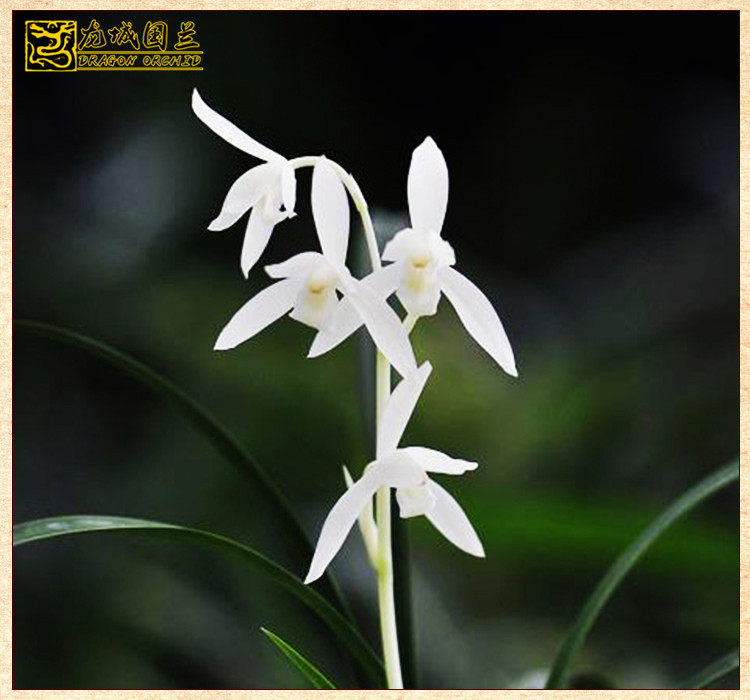 精品建兰四季兰素心兰花苗 无尘 好养浓香花卉特价办公室绿植盆栽