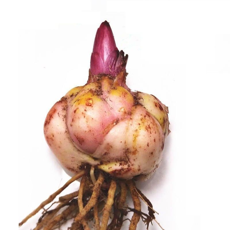 百合种球 三颗 香水百合带芽绿植盆栽花卉种子室内阳台大种球包邮_7折