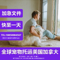 Shipping pet cats and dogs to the United States and Canada Cats and dogs New York and Los Angeles Cats and dogs returning home from Vancouver and Toronto