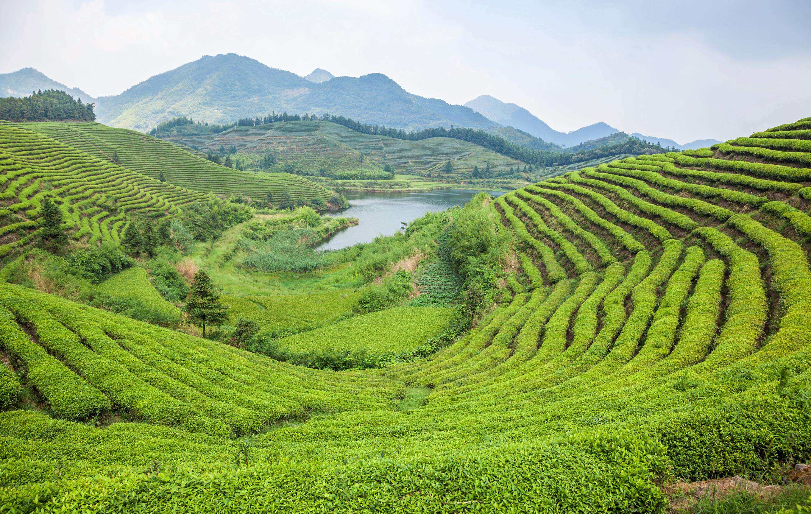 至,南湾湖吹来阵阵温润,岸边群山是遍山春意,茶山上的绿茶已蓄势待发
