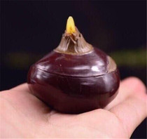 Shoushan Stone Moon Tail stone Plants of the Manchu Banquet(Horseshoe)