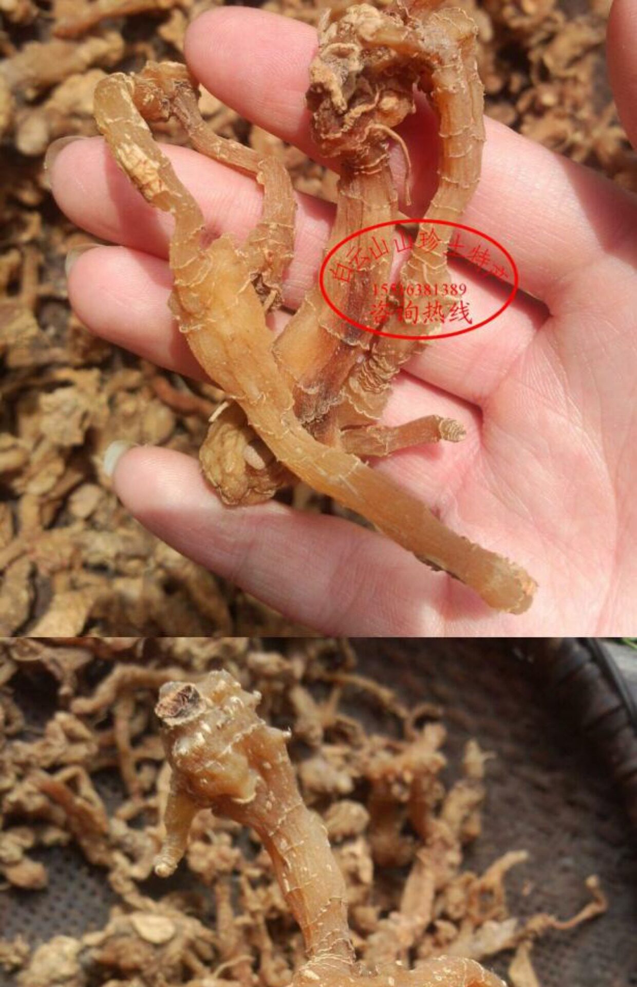 野生黄精鸡头根老虎姜深山采挖原色生黄精蒸煮晒干500g包邮