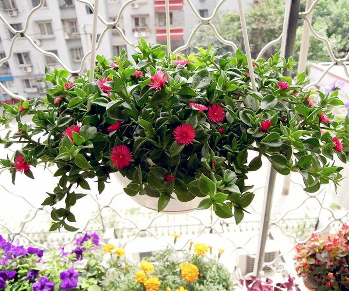 室内外阳台垂吊盆栽牡丹吊兰大盆花蔓草太阳玫瑰羊角吊兰樱花吊兰_7折