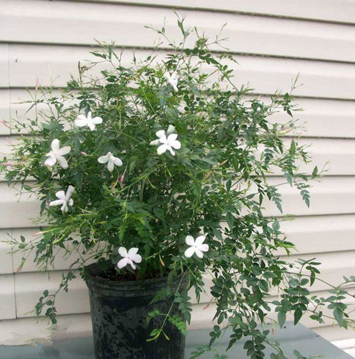 新品素馨花盆栽庭院阳台露天攀爬清香花卉多年生藤本花卉包邮