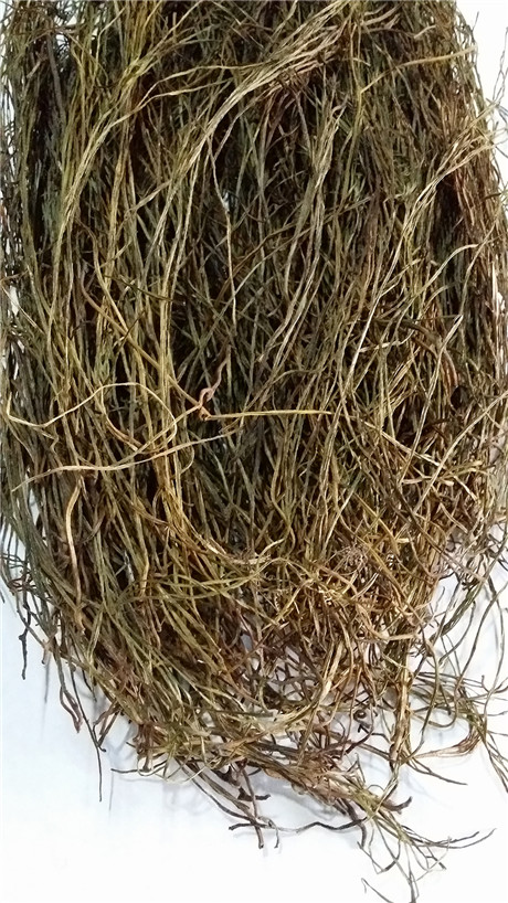 野生石侧柏 铁刷把 龙须草 石龙须 铁扫帚 石刷把100克 1斤包邮