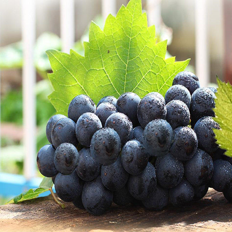 云南蒙自夏黑葡萄无籽葡萄新鲜上市了 - 天猫精选