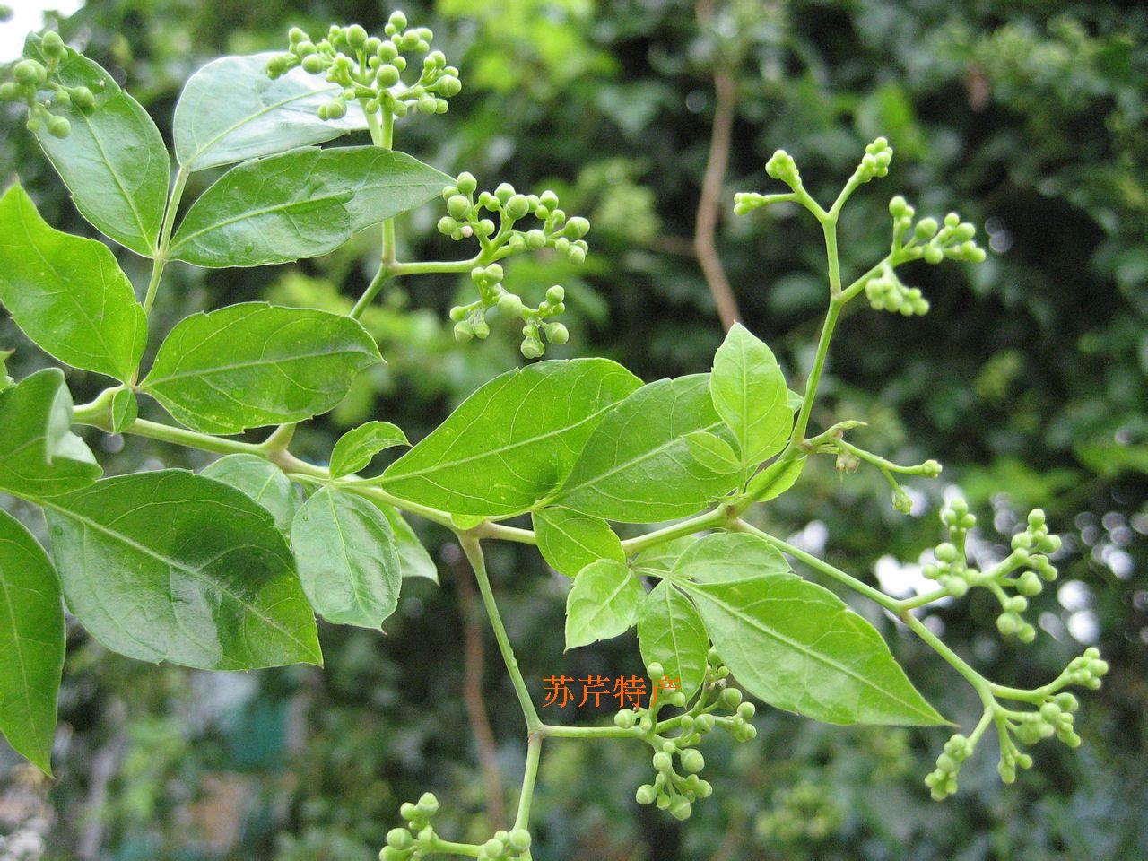野生莓茶植物实拍            产品介绍:   [主要原料]:茅 