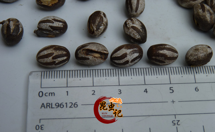 野生杨拉罐新鲜洋辣子蛋八甲刺子土狗子营养美食野味包邮波刺毛