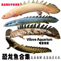 Dinosaur fish Tabby dinosaur Nine-horned fear red-eyed dinosaur Tropical ornamental fish Aquarium large fish Pet live Arowana