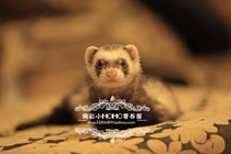 Angoru Anglu pet mink freight replenishment ※ Nanjing general agent ※