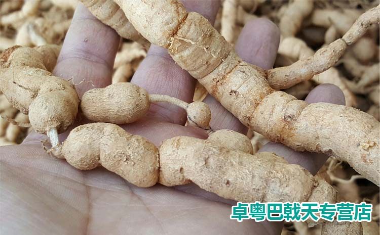 10年根新鲜巴戟天 老年粗大特级巴戟膏原药材 配黄精熟地泡酒更佳