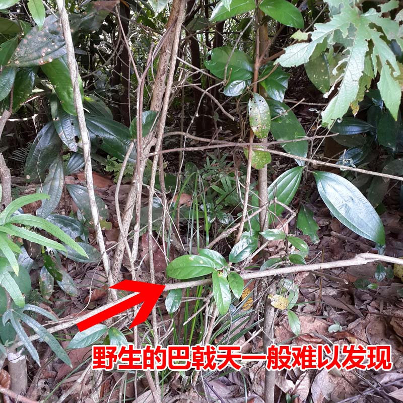 巴戟天资讯
