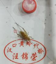 Rhubarb sandfly songworm live wild bamboo sandfly Qi sandfly small sandfly Shi Zhiming small yellow sandfly box grasshopper small yellow worm tool