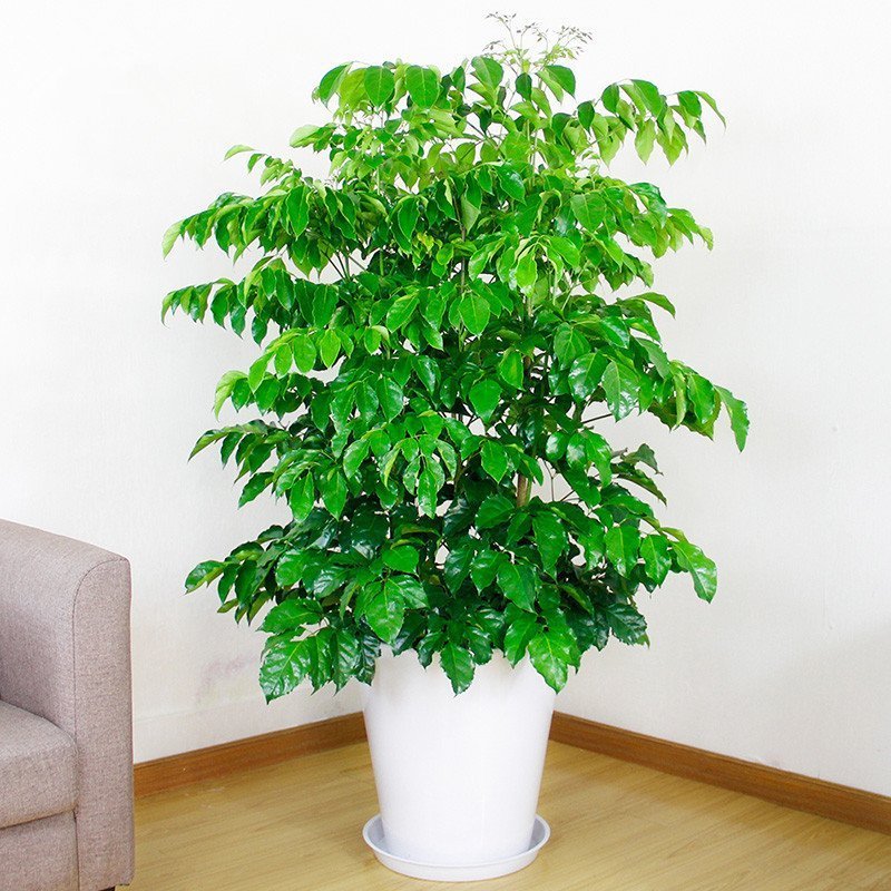 【武汉同城配送】幸福树(绿宝)办公室室内植物净化空气吸甲醛_7折现价