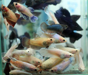 泰国 斗鱼 展示级 母鱼 半月 将军 随机 批发 统货