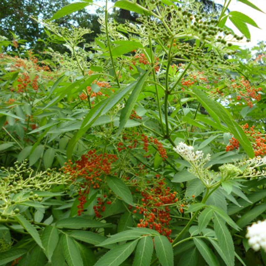 新鲜接骨草野生草陆英蒴藋排风藤八棱麻大臭草秧心草小接骨丹包邮