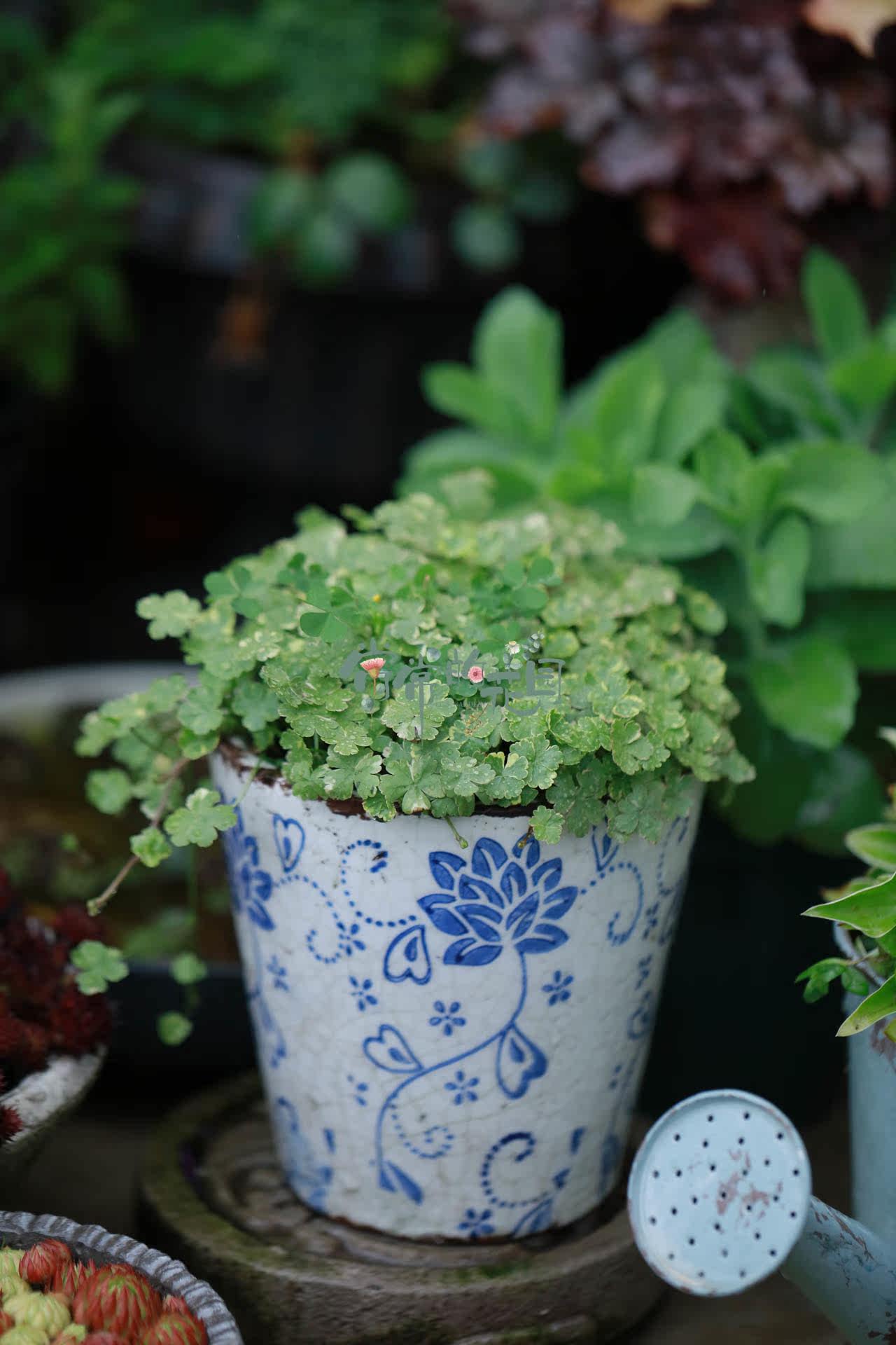 【常常团】花叶天胡荽 十厘米盆栽苗 包邮 耐湿耐寒湿地植物